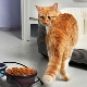 Choose dry food for older cats