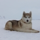 Alaskan Husky: Breed Features and Growing