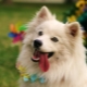 American Eskimo Spitz: characteristics and subtleties of content