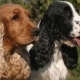English Cocker Spaniel: breed description and content