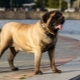 English mastiff: characteristics and recommendations for choice