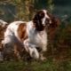English Springer Spaniel: breed characterization and rearing