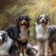 Australian Shepherd: description of the breed, colors, character and content