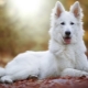 White Swiss Shepherd Dog: breed description and breeding