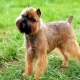 Belgian Griffon: a description of the dogs and their contents