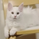 White Maine Coons: features of color and content