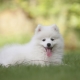 White Spitz: characteristics, selection and care