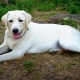 White Labrador: description, content and list of nicknames
