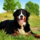 Bernese shepherd: description of the breed and cultivation