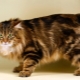 Tailless cats: popular breeds and rules for their content