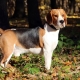 Beagle: breed description and care features