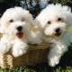 Bichon Frize: breed description, character, choice and care