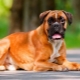 Boxers: dog breed history, temperament, best names and care features