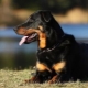 Beauceron: description of dogs and contents