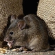 Fear of mice: a description of the disease and ways to get rid