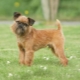 Brussels Griffon: dog characterization and rearing