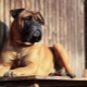 Bullmastiff: dog breed characterization and rearing