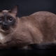 Burmese cats: description of the breed, variety of colors and rules of keeping