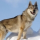 Czechoslovakian wolf dog: history of origin, characteristics of character and content