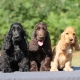 How is the American Cocker Spaniel different from English?