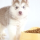 What and how to properly feed husky puppies?
