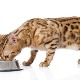How to feed a Bengal kitten and an adult cat?