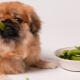 How to feed the Pekingese?