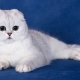 How to feed Scottish fold cats?