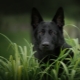 Black German shepherd: description, feeding and care