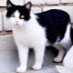 Black and white cats: behavior and common breeds