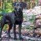 Black Labradors: Description, Character, Content and List of Names