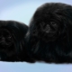 Black Pekingese: features of color and care