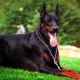 Black Doberman: features of color and rules of leaving