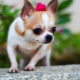 Chihuahua: description, species, nature and content