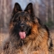 Long haired german shepherd dogs