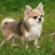 Long-haired chihuahua: color options, character, care rules