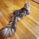 What is a cat tail for?