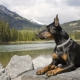Doberman: characteristics of the breed and subtleties of content