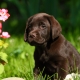 Training and education of a Labrador