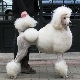 Poodle training at home