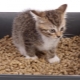 Wood cat litter: how to choose and use correctly?