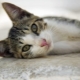 Aegean cat: description of the breed, character and care