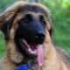 Estrel Shepherd Dog: breed description and breeding