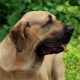 Fila brasileiro: breed description and cultivation