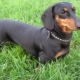 Smooth-haired dachshunds: breed characteristics and content recommendations