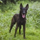 Dutch shepherd: description of the breed and contents