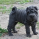Blue sharpei: description and features of the content