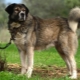 Greek Shepherds: description of the breed and conditions of keeping dogs
