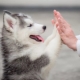 Characteristics and features of the content of husky puppies 2 months old