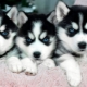 Characteristics and maintenance of husky puppies 1 month old